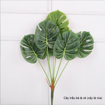 Cây trầu bà lá xẻ (cây lá rùa) 7 lá
